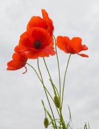 Poppies